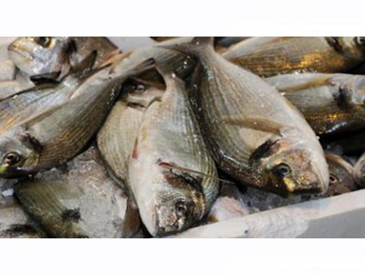 ODA TV: PAZARDAN ALINAN BALIK DERT AÇABİLİR