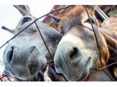 EGE TELGRAF: SUDAN`DAN İTHALAT ORTALIĞI KARIŞTIRDI