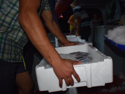 BİANET: BALIK SEZONU BAŞLADI GÜVENLİ GIDA İÇİN DENETİM YAPILMALI