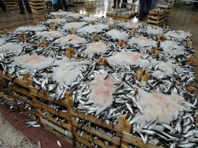 AYIN KONUSU: BALIK TÜKETİMİ VE BALIK HALLERİ