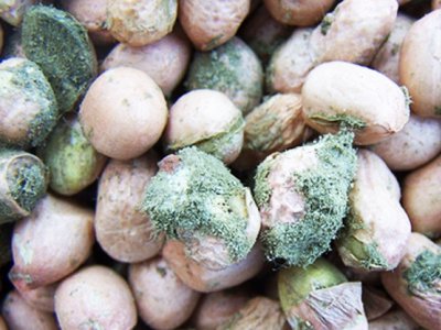 AYIN KONUSU: GIDA MADDELERİNDEKİ KÜF KAYNAKLI GİZLİ TEHLİKELER; MİKOTOKSİNLER