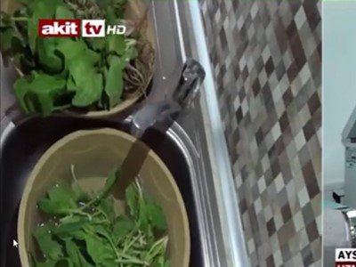 AKİT TVISPANAK ZEHİRLENMESİ VAKALARIAYSUN SAĞLAM RÖPORTAJ