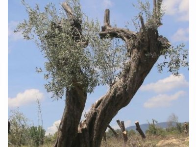 EVRENSEL: YÖNETMELİKLE ZEYTİNİ KORUYAN YASANIN ENERJİ VE MADEN LOBİLERİNİN LEHİNE KALDIRILMASINA TEPKİLER BÜYÜYOR
