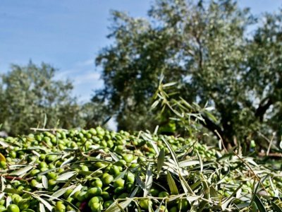 GAZETE YENİGÜN: ZEYTİNİN SAĞLIĞA YÖNELİK ÖNEMİ HER GEÇEN GÜN ARTIYOR